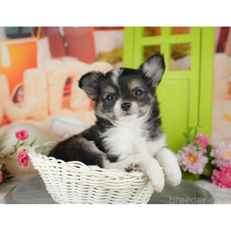 販売中の千葉県のチワワ(ロングコート)-436293の8枚目