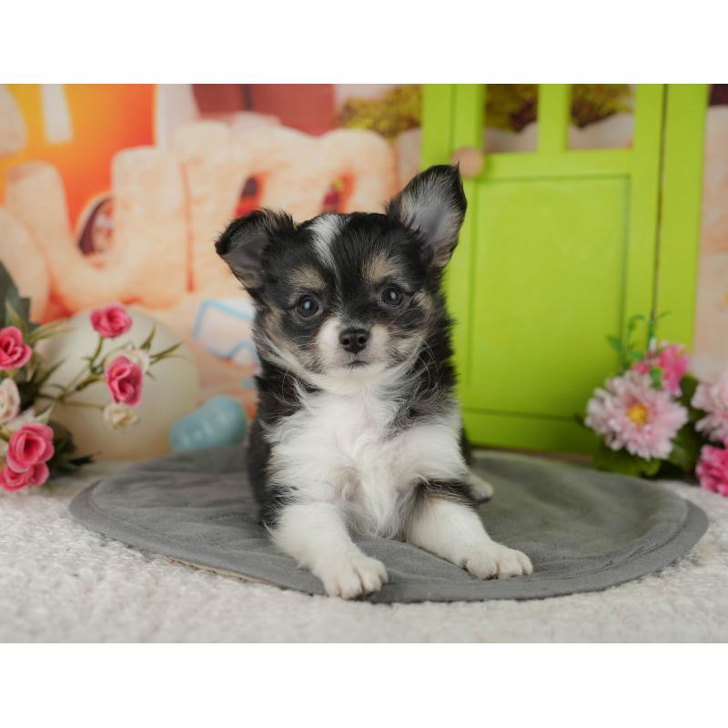 販売中ののチワワ(ロングコート)-436293