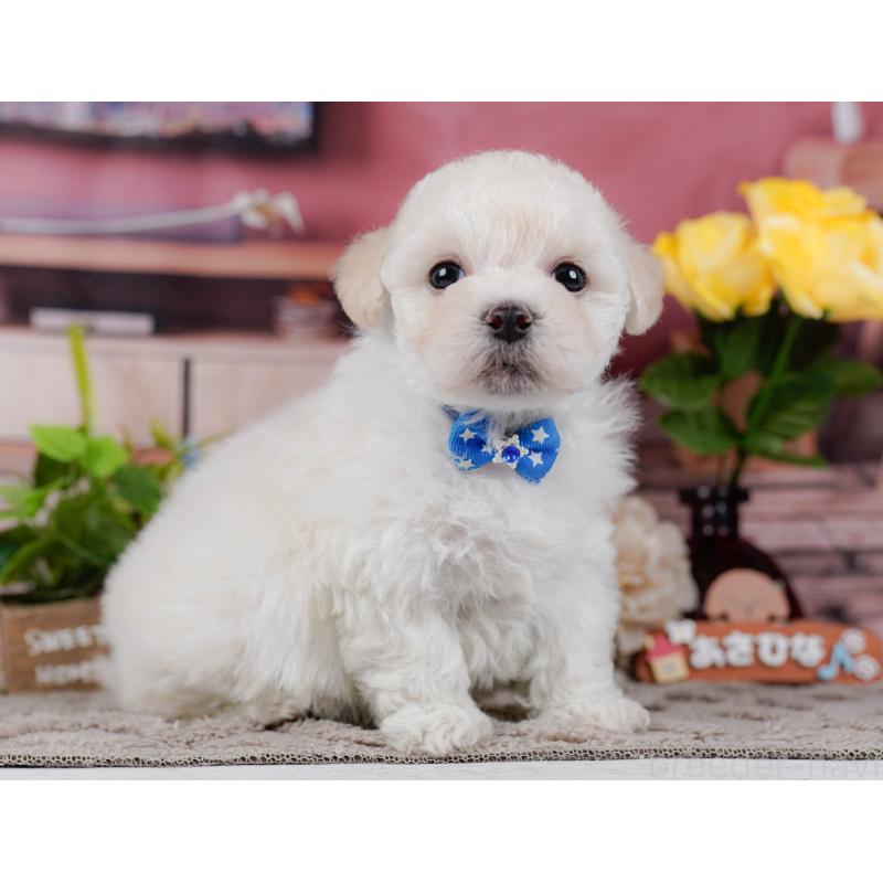 販売中の神奈川県のミックス犬-436310の13枚目