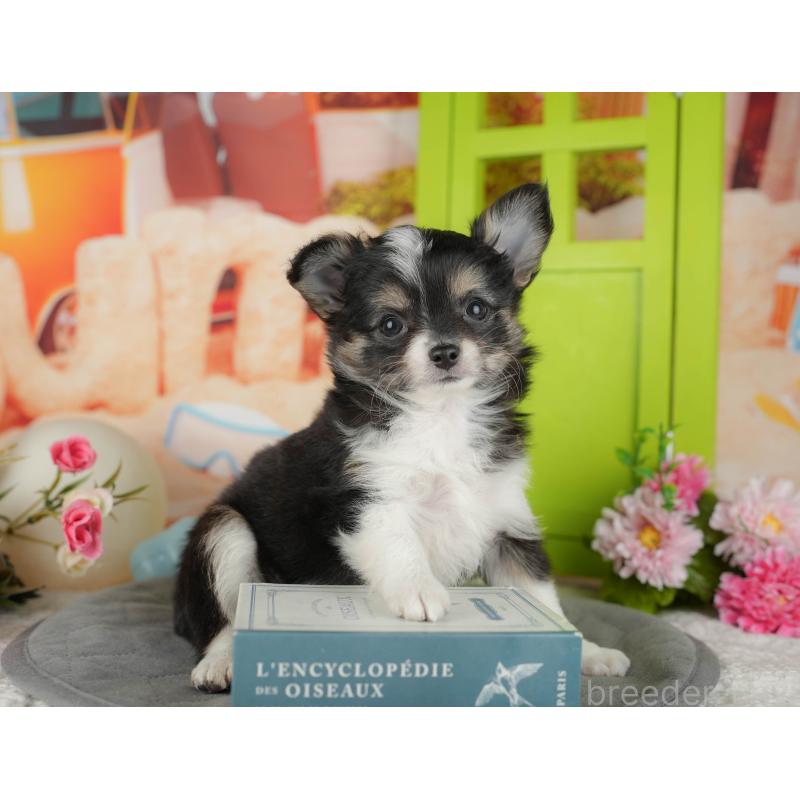 販売中の千葉県のチワワ(ロングコート)-436293の6枚目