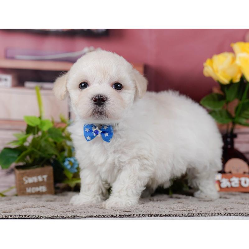 販売中の神奈川県のミックス犬-436310の12枚目