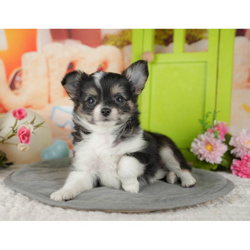 販売中の千葉県のチワワ(ロングコート)-436293の5枚目