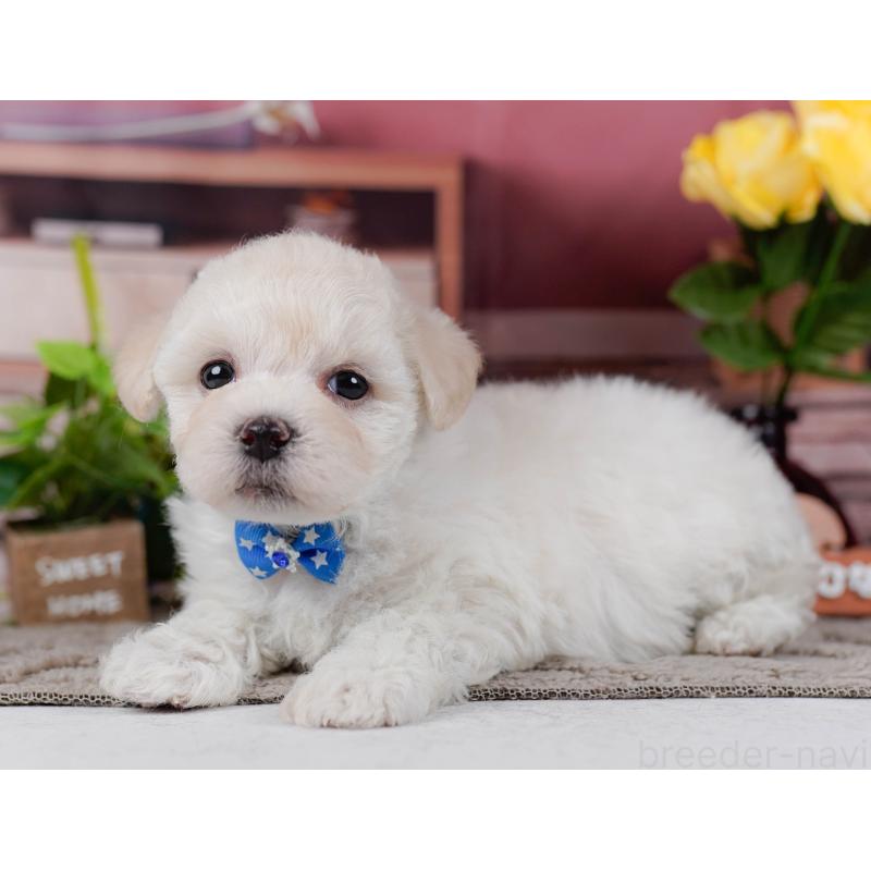 販売中の神奈川県のミックス犬-436310の11枚目