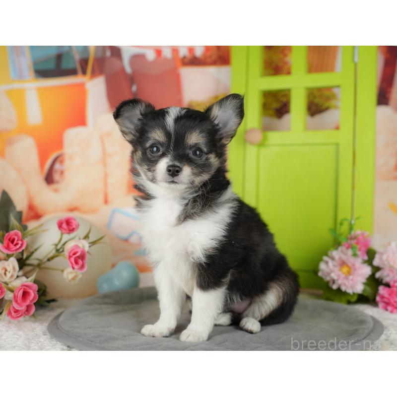 販売中の千葉県のチワワ(ロングコート)-436293の4枚目