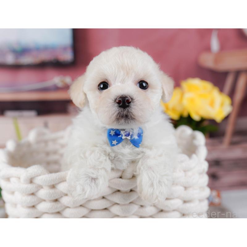 販売中の神奈川県のミックス犬-436310の10枚目