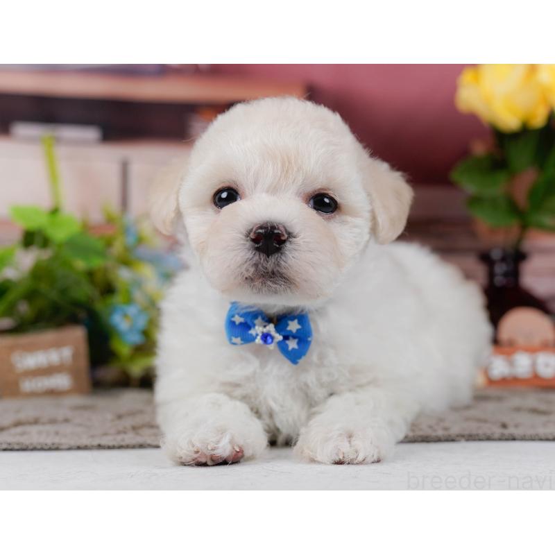 販売中の神奈川県のミックス犬-436310の9枚目