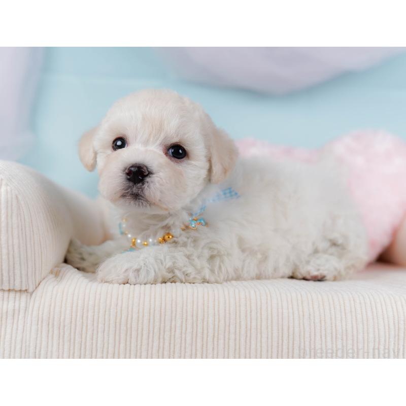 販売中の神奈川県のミックス犬-436310の8枚目