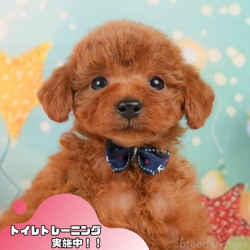 販売中の静岡県のトイプードル-436111