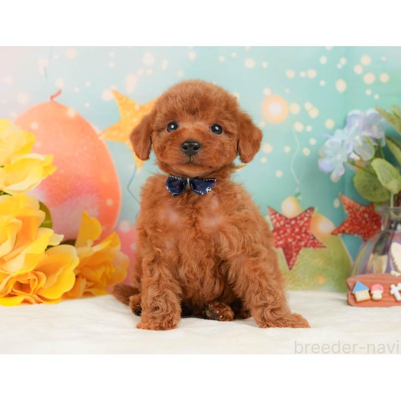 販売中の静岡県のトイプードル-436111の7枚目