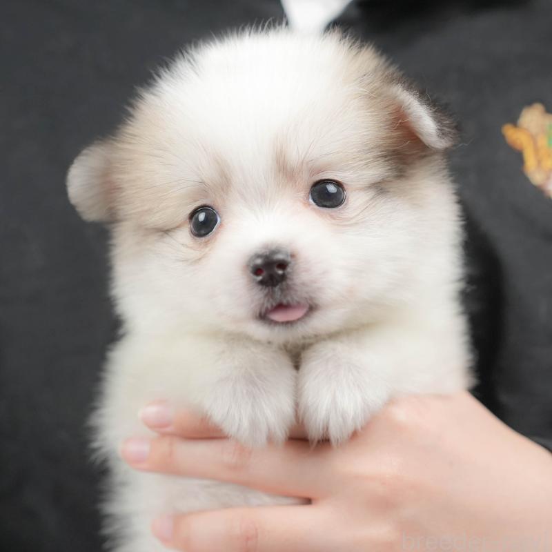 販売中の群馬県のポメマル:ポメラニアン×マルチーズ-436178の9枚目