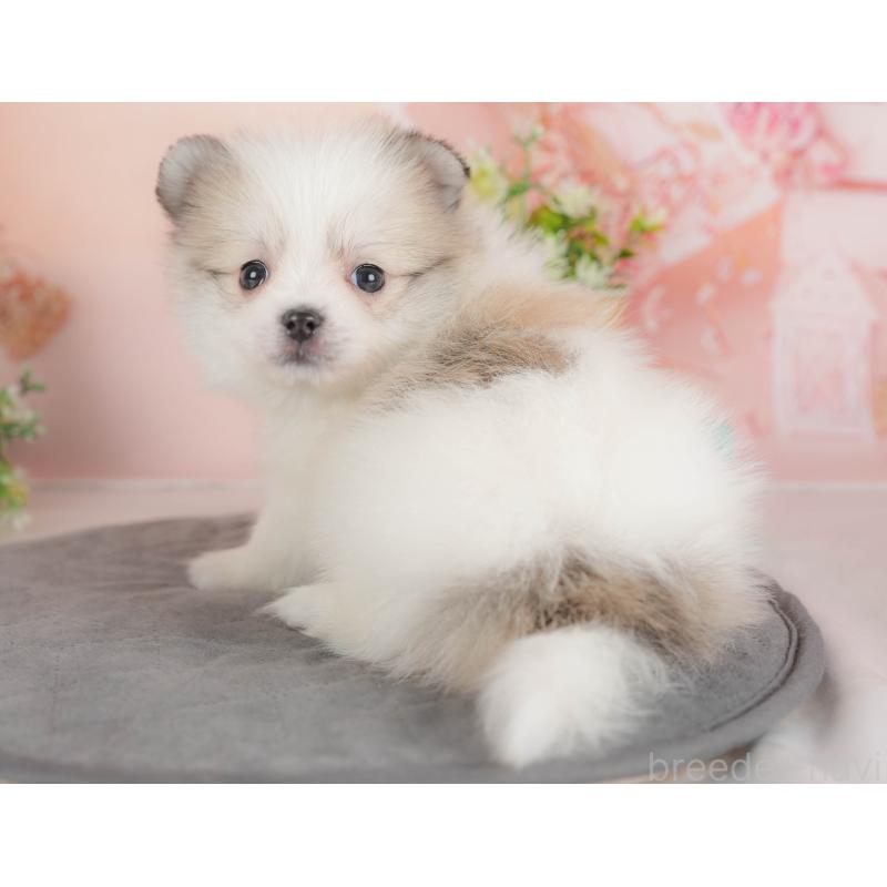 販売中の群馬県のポメマル:ポメラニアン×マルチーズ-436178の6枚目