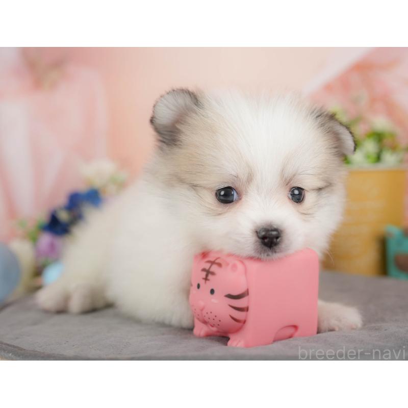 販売中の群馬県のポメマル:ポメラニアン×マルチーズ-436178の5枚目