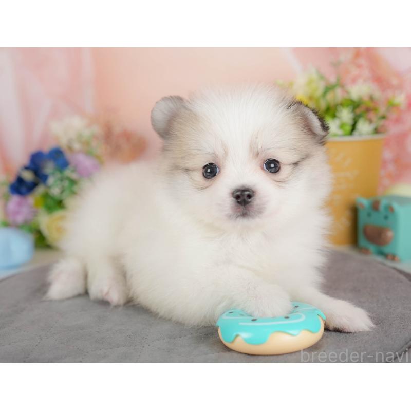 販売中の群馬県のポメマル:ポメラニアン×マルチーズ-436178の4枚目