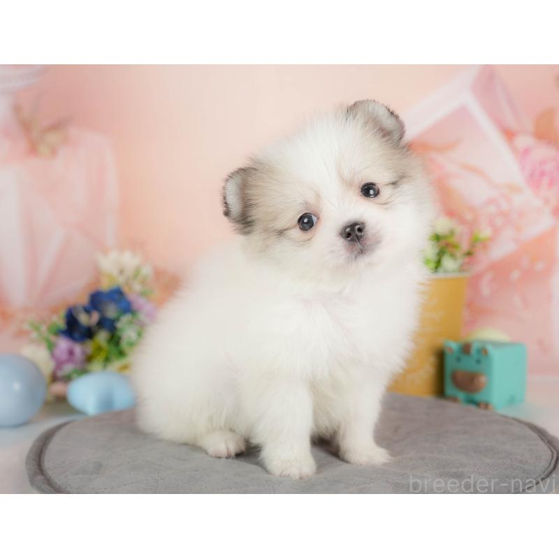 販売中の群馬県のポメマル:ポメラニアン×マルチーズ-436178の3枚目