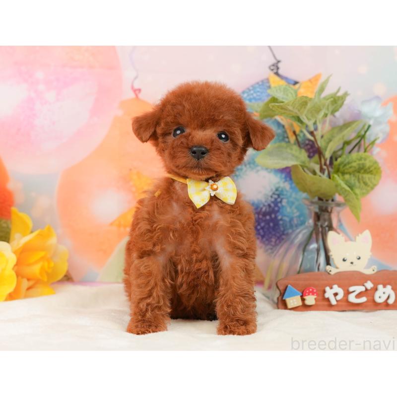 販売中の静岡県のトイプードル-436109の13枚目