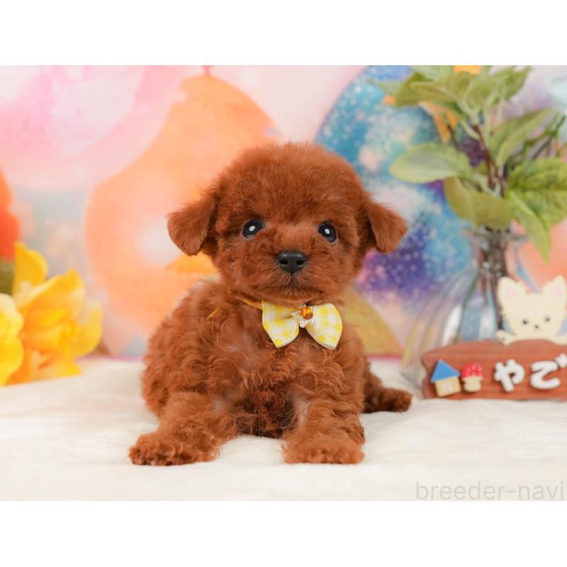 販売中の静岡県のトイプードル-436109の12枚目