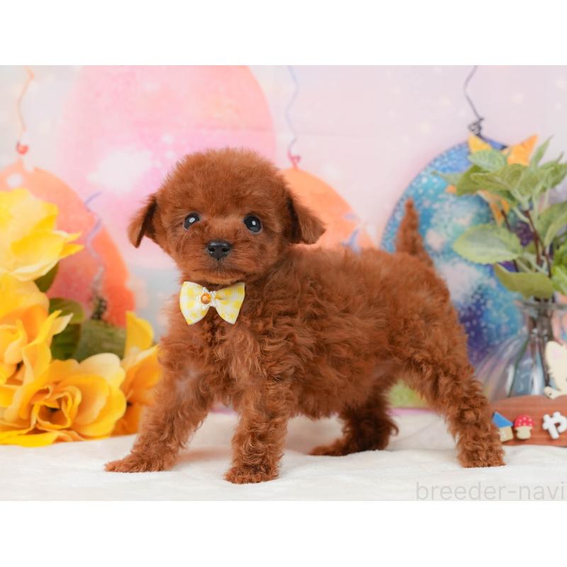 販売中の静岡県のトイプードル-436109の11枚目