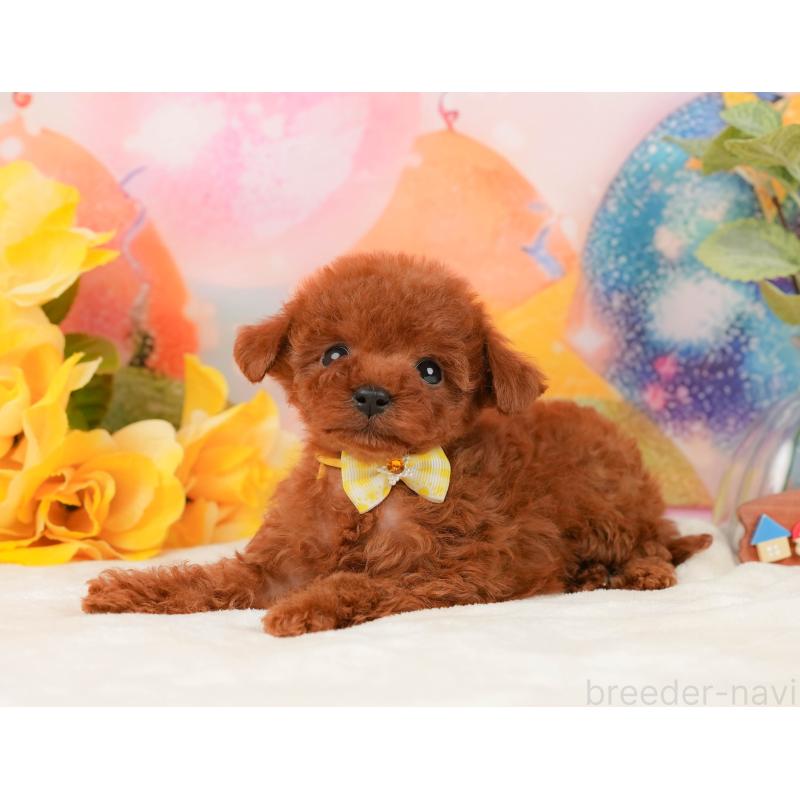 販売中の静岡県のトイプードル-436109の10枚目