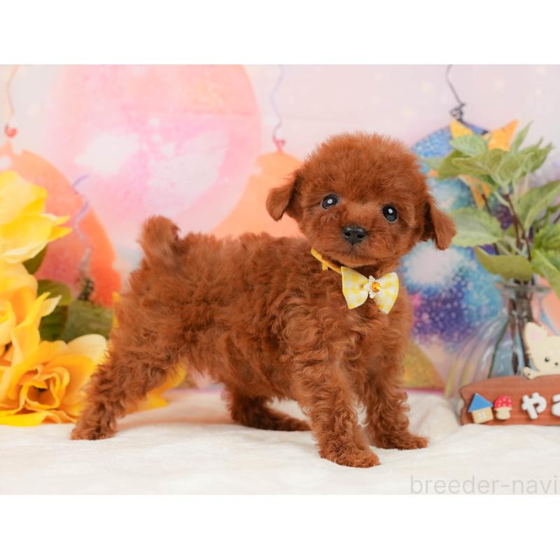 販売中の静岡県のトイプードル-436109の9枚目