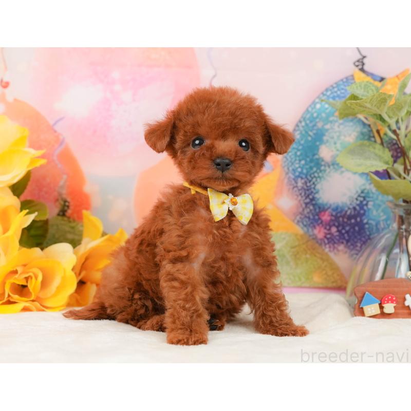 販売中の静岡県のトイプードル-436109の8枚目