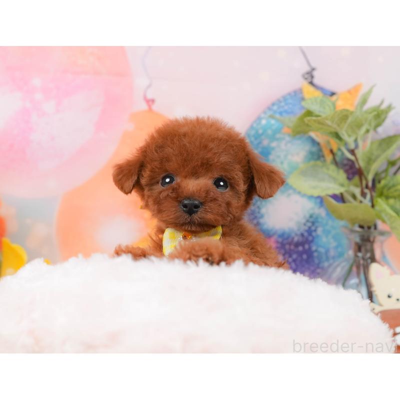 販売中の静岡県のトイプードル-436109の7枚目