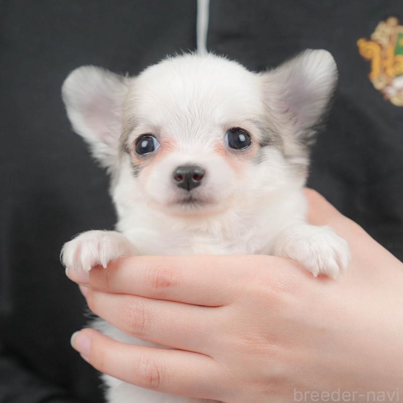 販売中の群馬県のチワワ(ロングコート)-436179