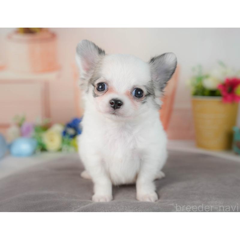 販売中の群馬県のチワワ(ロングコート)-436179の8枚目