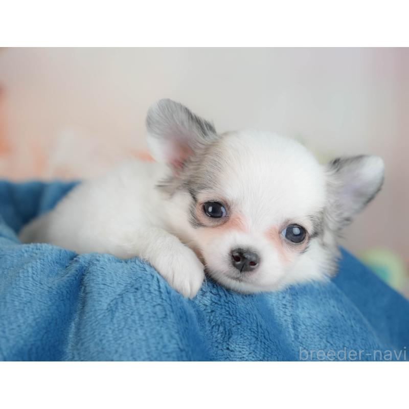 販売中の群馬県のチワワ(ロングコート)-436179の6枚目