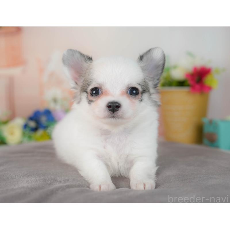 販売中の群馬県のチワワ(ロングコート)-436179の5枚目