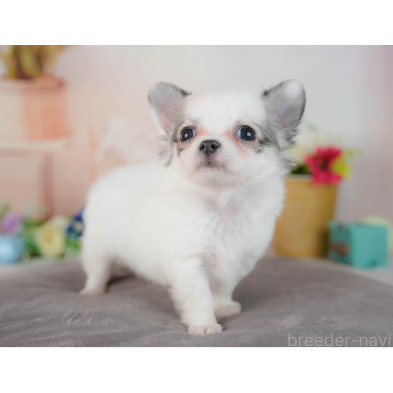 販売中の群馬県のチワワ(ロングコート)-436179の4枚目