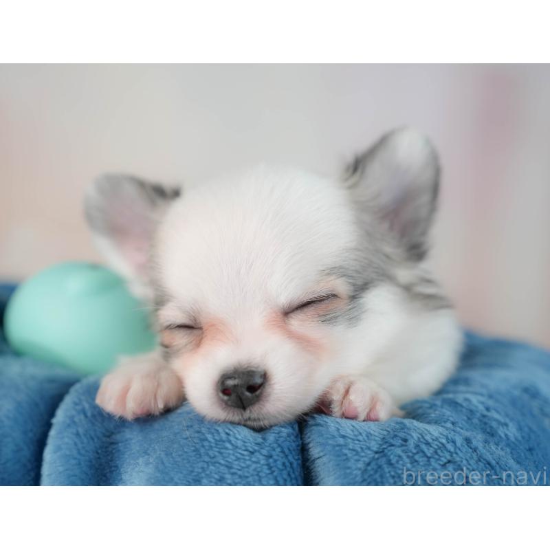 販売中の群馬県のチワワ(ロングコート)-436179の3枚目