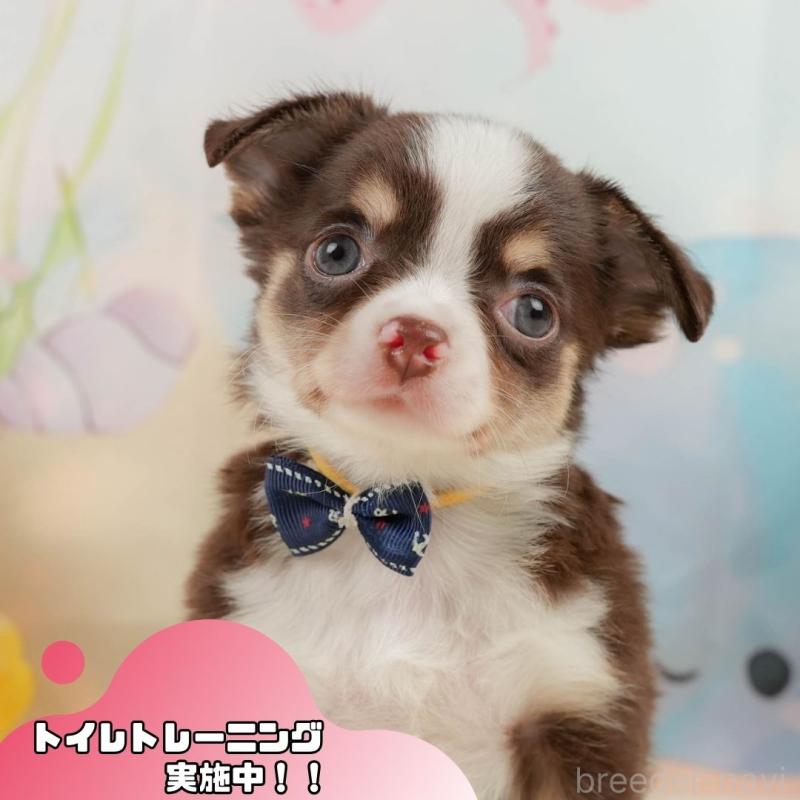 販売中の静岡県のチワワ(ロングコート)-436107