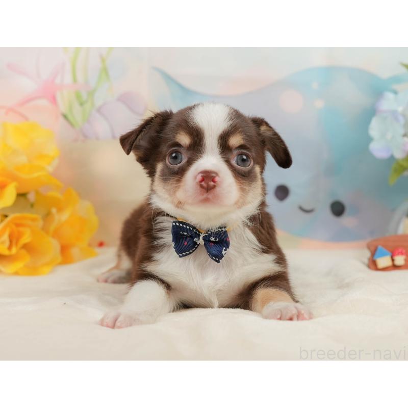 販売中の静岡県のチワワ(ロングコート)-436107の13枚目