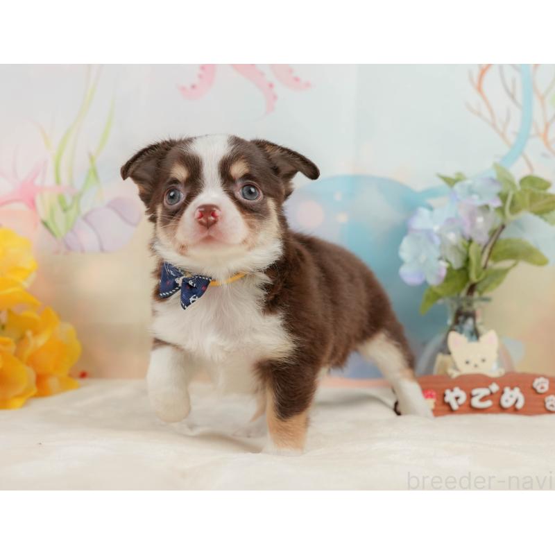 販売中の静岡県のチワワ(ロングコート)-436107の12枚目