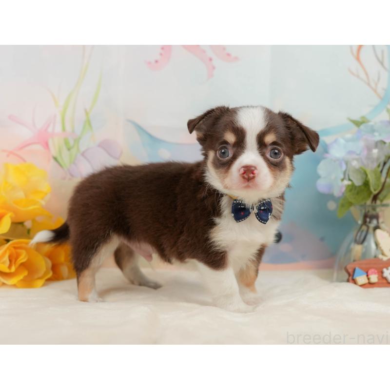 販売中の静岡県のチワワ(ロングコート)-436107の11枚目