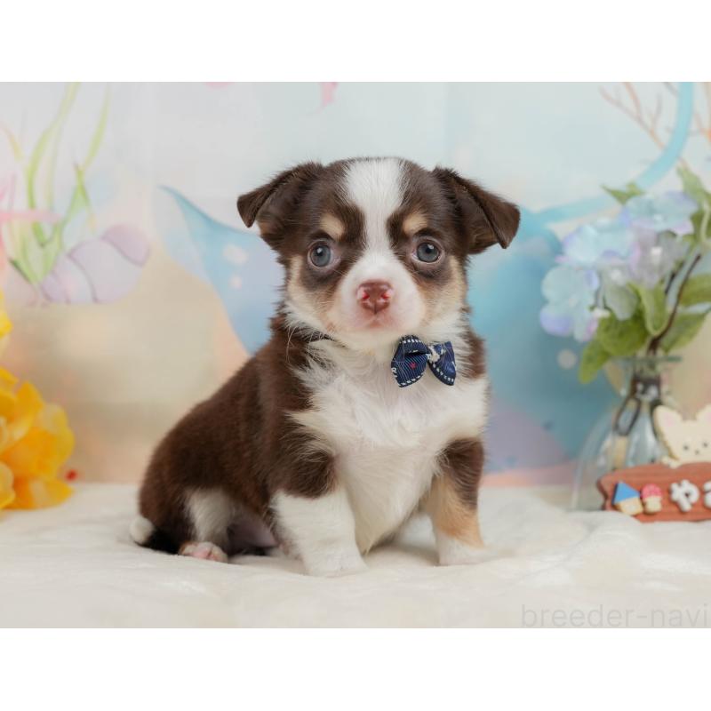 販売中の静岡県のチワワ(ロングコート)-436107の10枚目