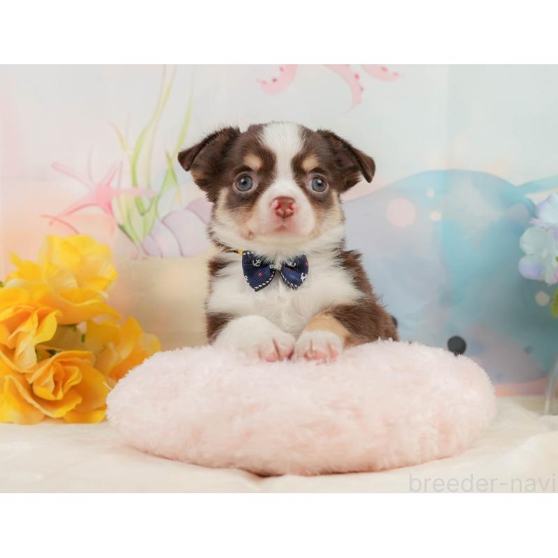 販売中の静岡県のチワワ(ロングコート)-436107の9枚目