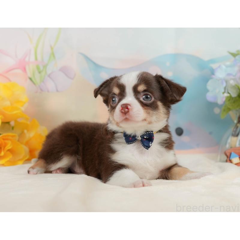 販売中の静岡県のチワワ(ロングコート)-436107の8枚目