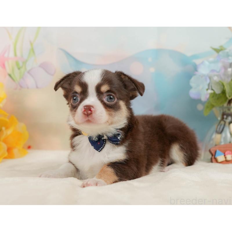 販売中の静岡県のチワワ(ロングコート)-436107の7枚目