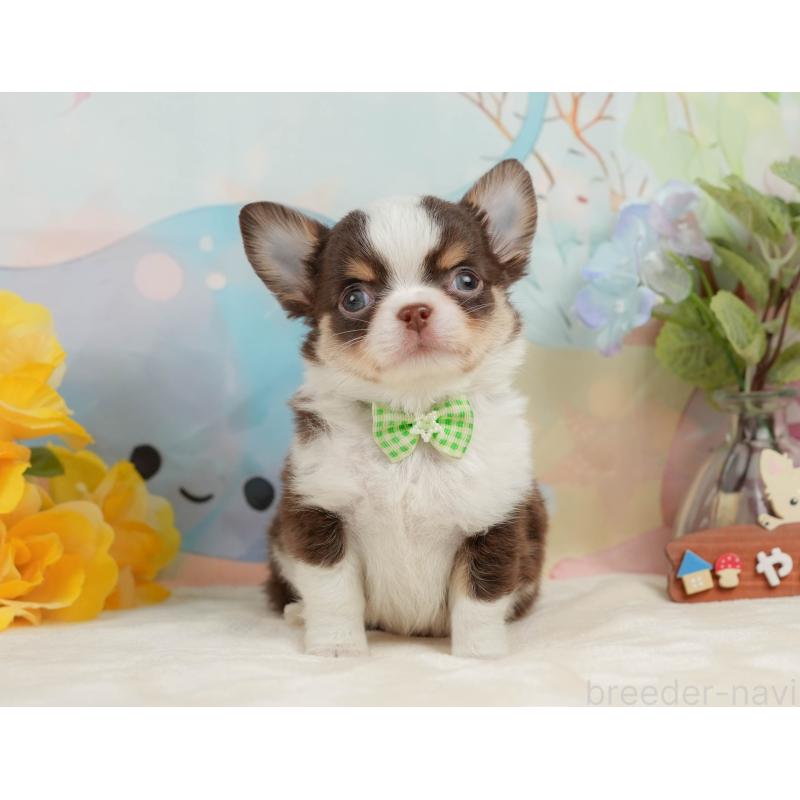 販売中の静岡県のチワワ(ロングコート)-436106の13枚目