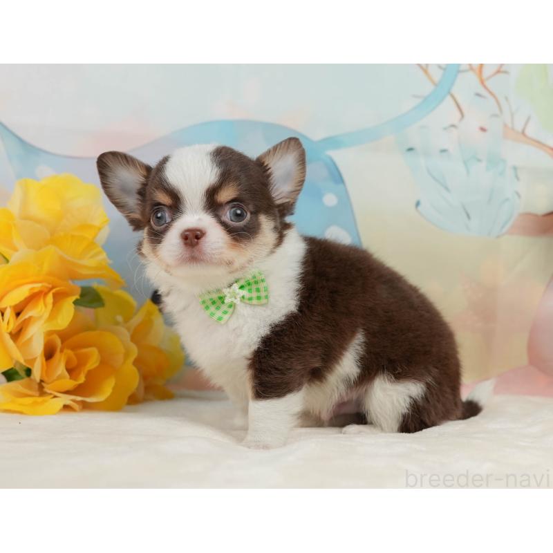 販売中の静岡県のチワワ(ロングコート)-436106の12枚目