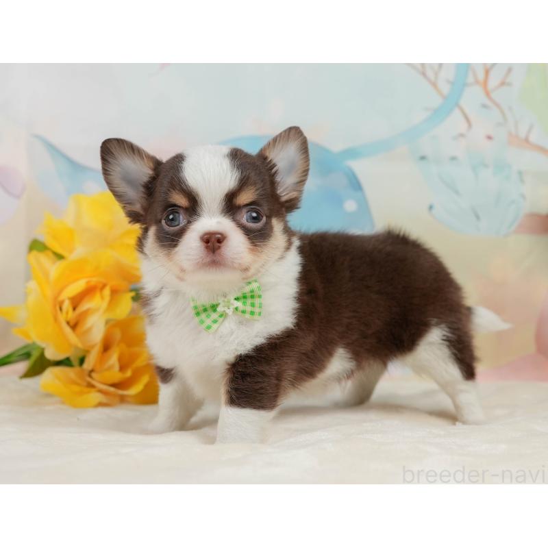 販売中の静岡県のチワワ(ロングコート)-436106の11枚目