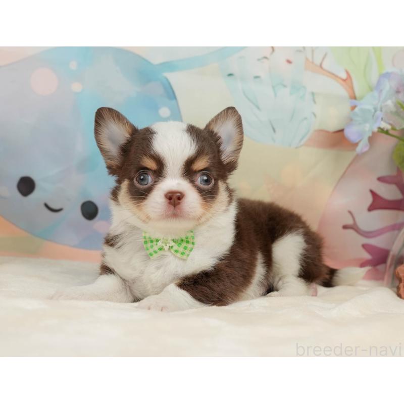 販売中の静岡県のチワワ(ロングコート)-436106の10枚目