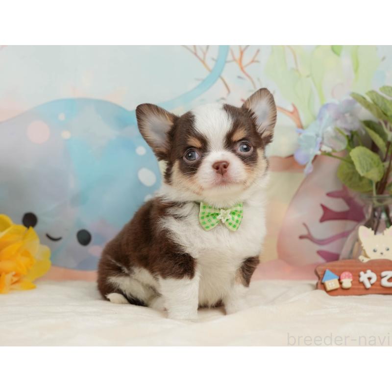 販売中の静岡県のチワワ(ロングコート)-436106の9枚目