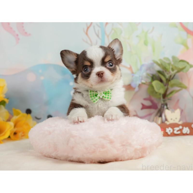 販売中の静岡県のチワワ(ロングコート)-436106の7枚目