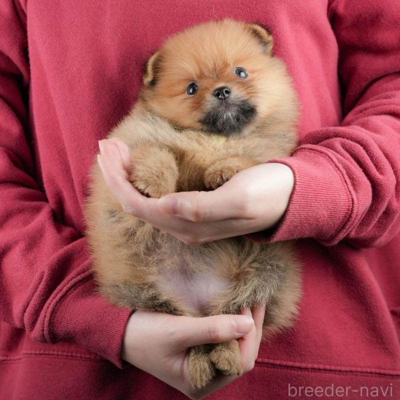 販売中の静岡県のポメラニアン-436105