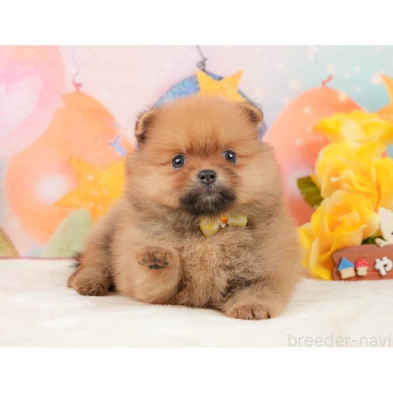 販売中の静岡県のポメラニアン-436105の12枚目