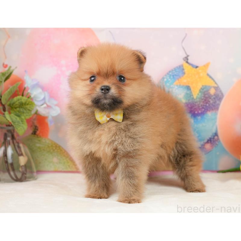 販売中の静岡県のポメラニアン-436105の11枚目