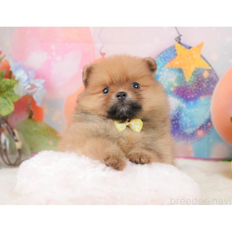 販売中の静岡県のポメラニアン-436105の7枚目