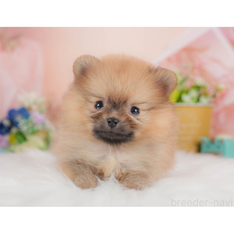 販売中の群馬県のポメラニアン-436172の8枚目